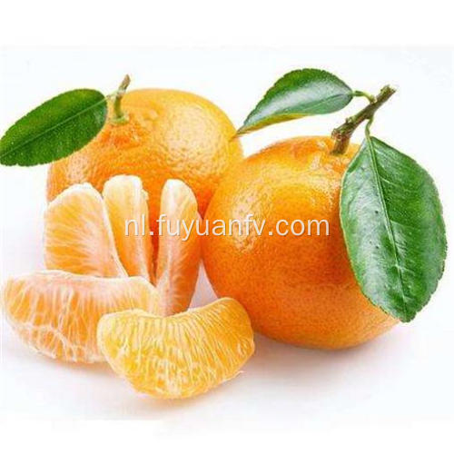 Sappige fruitige zoete baby mandarijn